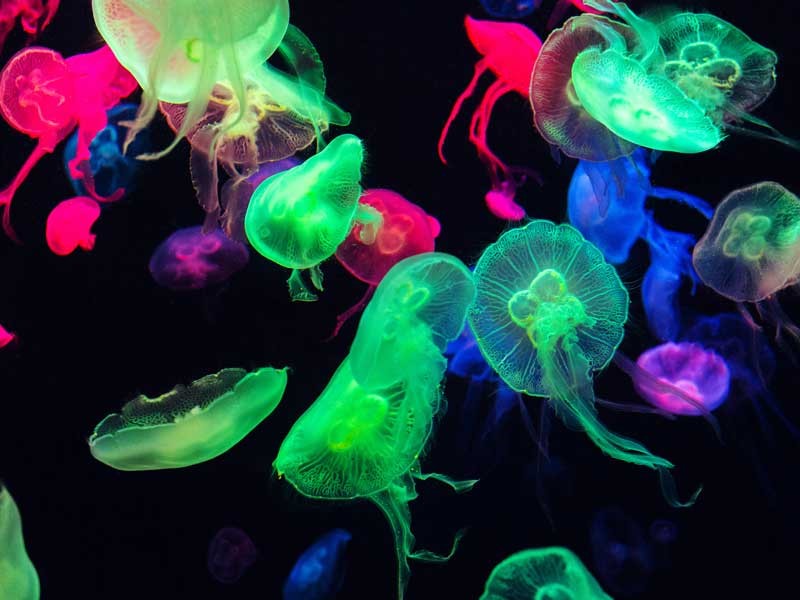 クラゲの写真