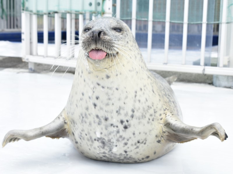 アザラシの写真