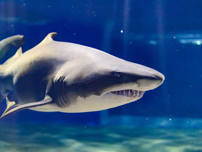 サメの写真