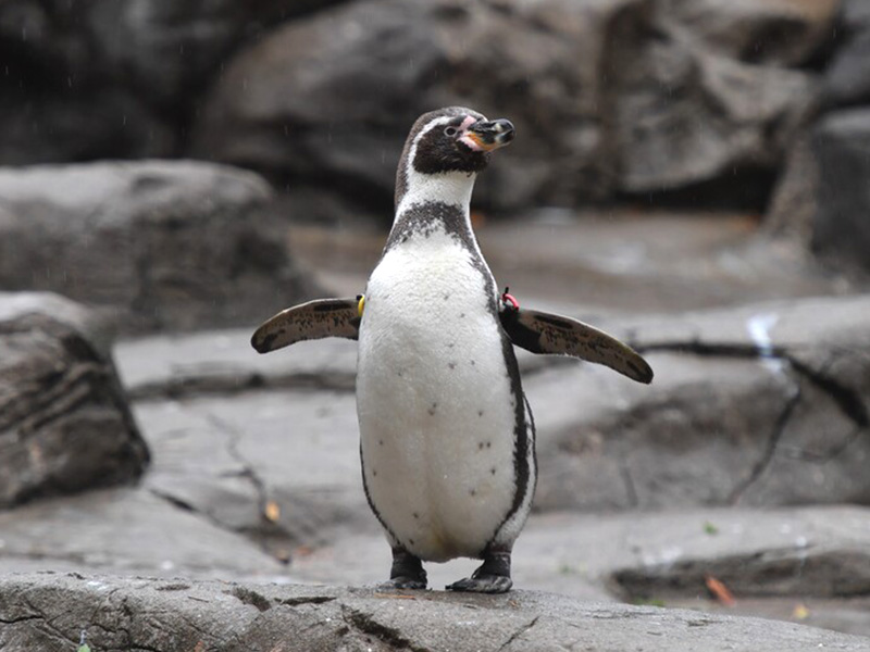 ペンギンの写真