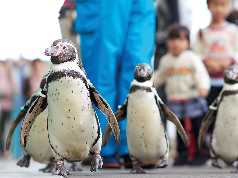 ペンギンの写真
