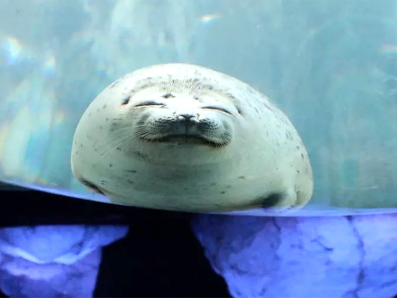 アザラシもぐもぐタイム
