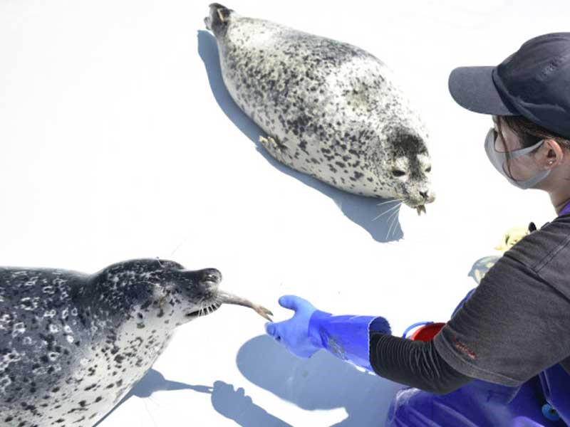 アザラシの写真