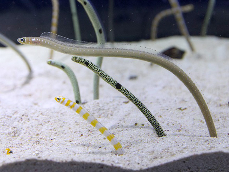 チンアナゴの写真