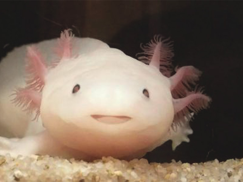 ウーパールーパーの写真