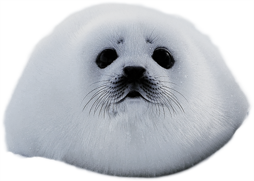 アザラシのイラスト